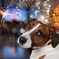 犬にとって『居心地…