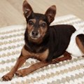 犬の『おむつ』が必…