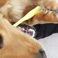 犬の歯石の取り方┃歯…