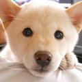 子犬の側で仕事をし…