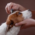 犬の寿命を縮めてし…