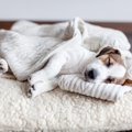 犬が見せる『寝不足…
