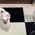 パパさんの晩ご飯の…