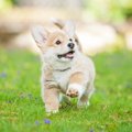 子犬期にやっておく…
