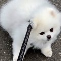 飼い主の体調不良で…
