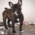 犬は不潔な家で飼っ…