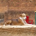 野良犬がいなくなっ…