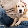 犬が飼い主のふとと…