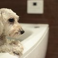 犬が『お風呂に入り…
