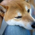 犬が『飼い主にあご…