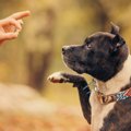 犬にしてはいけない…