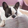 犬が『遊びに飽きた…