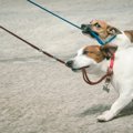 お散歩で愛犬がリードを噛んでしまう４つの理由と５つの対処法