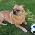パグのミックス犬10…