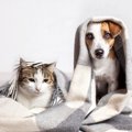 犬が『寒がっている…