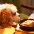 犬に嫌われてしまう…