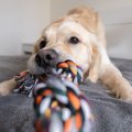 犬が突然『興奮して…