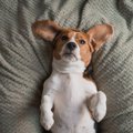 【獣医師執筆】犬の…