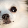 犬に避けられてしま…