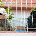 犬をベランダに出し…