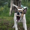 犬がすぐに『キレて…