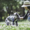 『長生きする犬』の…