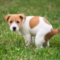 犬が『ウンチ』をす…
