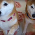 お手練習をするにゃ…