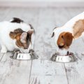 犬にキャットフード…