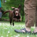 犬の名付けで対立し…