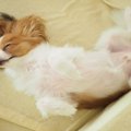 犬がみせてくれる『…