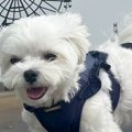 『犬専用のフォトス…