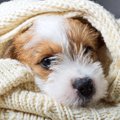犬の冬のケアのポイ…