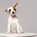 犬は飼い主の「怒っ…