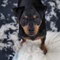 愛犬がクッションを…