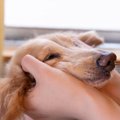 犬は飼い主に嘘をつ…