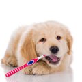 犬の歯周病を予防す…