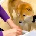 会社の『看板犬』と…