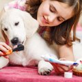 犬の歯医者とは？料…
