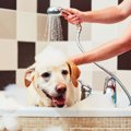 犬のシャンプーやり…