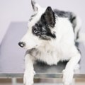 【体験談】眼に寄生…
