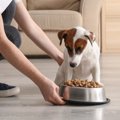 犬は早食いをすると…