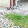 『貸し切りドッグラ…
