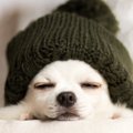 犬にも加湿器は必要…