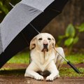この時期の散歩は要…