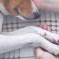 犬が死の直前にする…