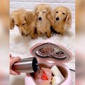 犬3匹の目の前で料理…