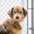保護施設での犬のス…