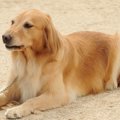 愛犬の毛替えを最速…