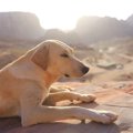 約11500年前に犬と人…